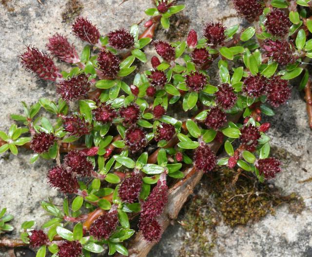 Salix fruticulosa image