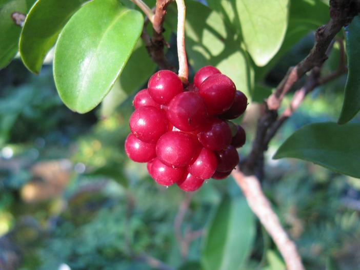 Kadsura japonica image
