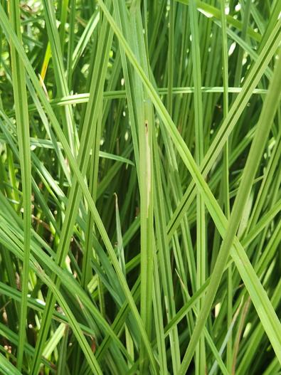 Carex schottii image