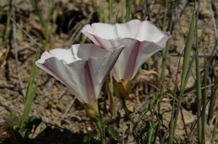 Calystegia macrostegia subsp. cyclostegia image