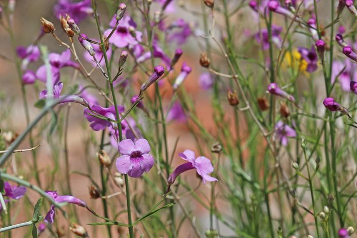 Penstemon thurberi image