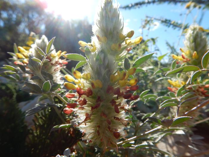 Dalea lutea image