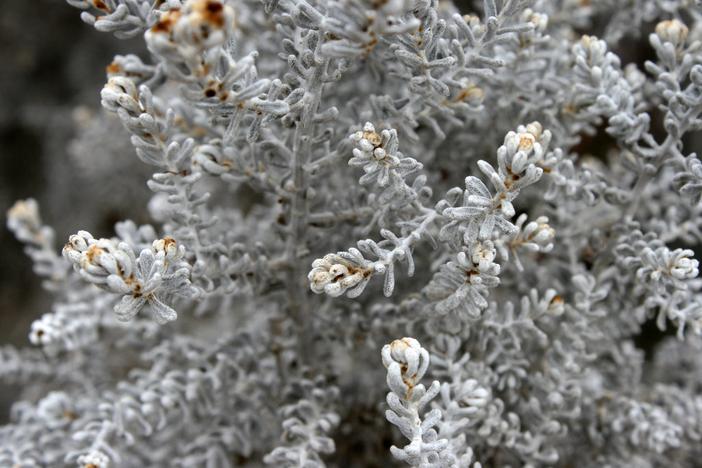 Maireana sedifolia image