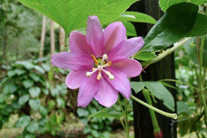 Passiflora tripartita var. mollissima image