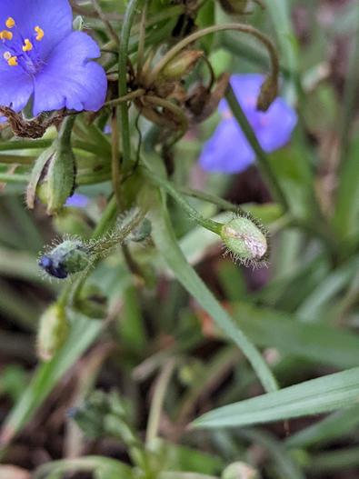Tradescantia pedicellata image
