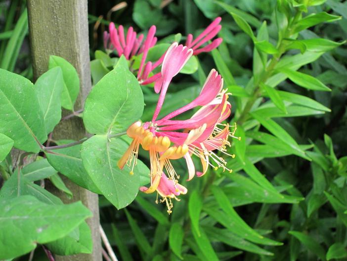 Lonicera ×heckrottii image
