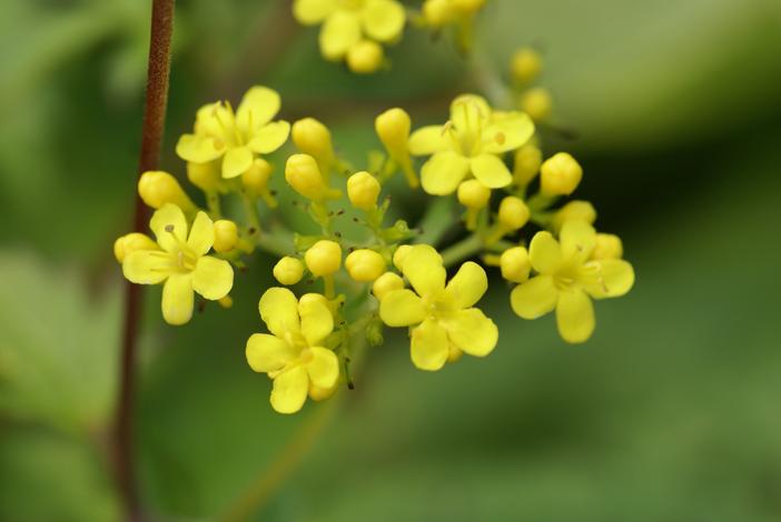 Patrinia triloba image