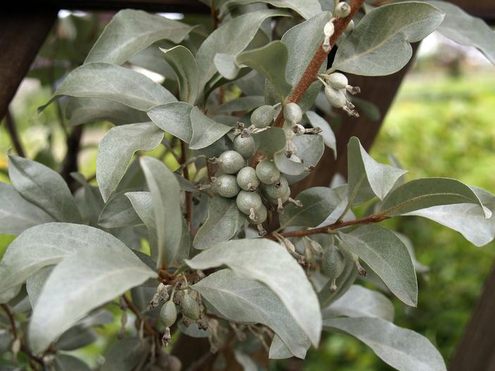 Elaeagnus commutata image