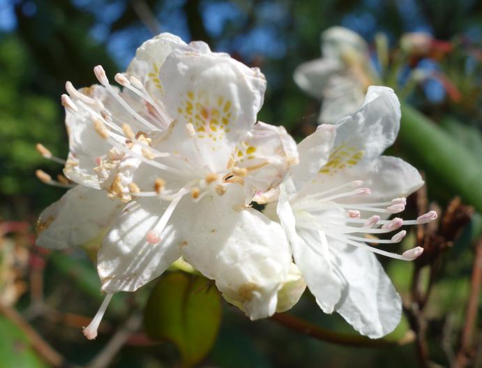 Rhododendron minus image