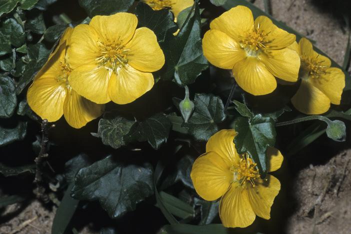 Abutilon grantii image