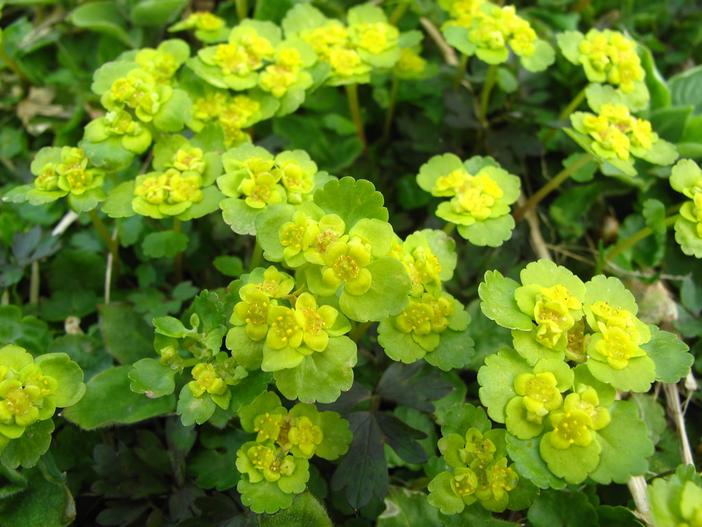 Chrysosplenium alternifolium image