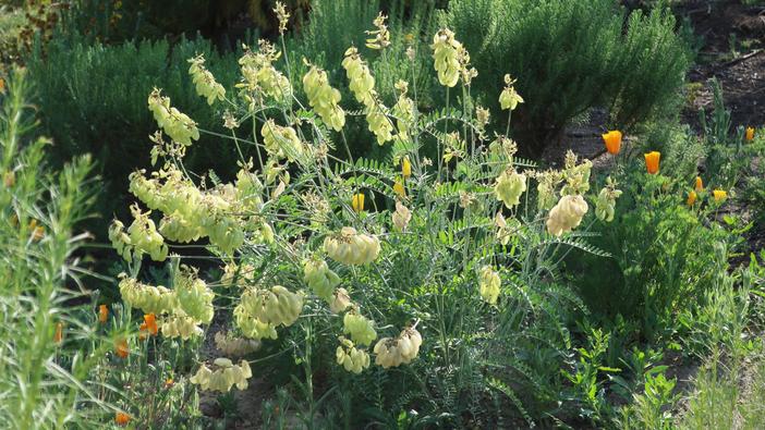 Astragalus trichopodus var. lonchus image