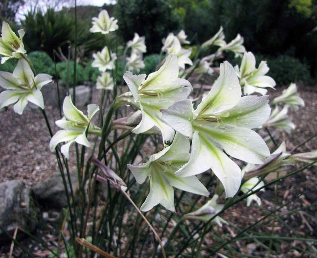 Gladiolus tristis image