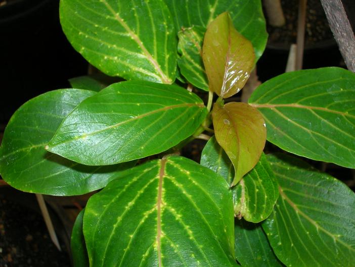 Colubrina oppositifolia image