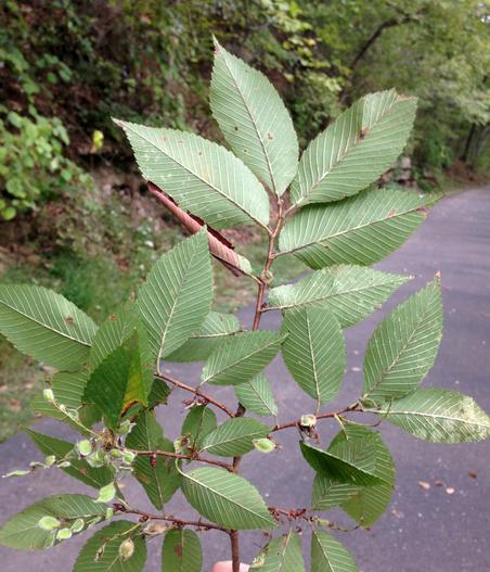 Ulmus serotina image
