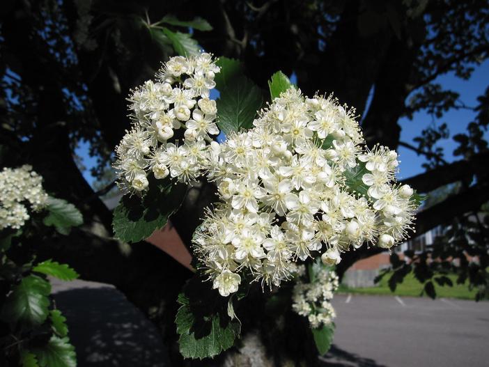 Sorbus intermedia image