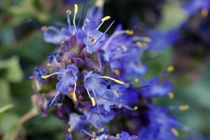 Salvia dorrii image
