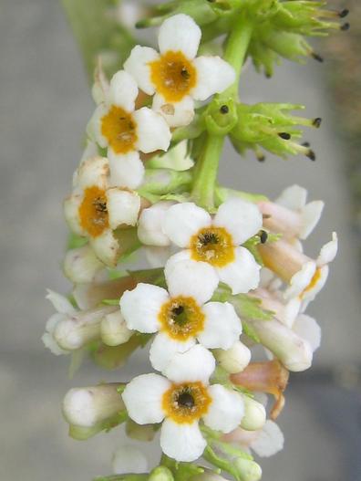 Buddleja forrestii image