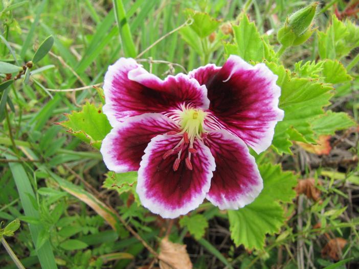 Pelargonium ×domesticum image