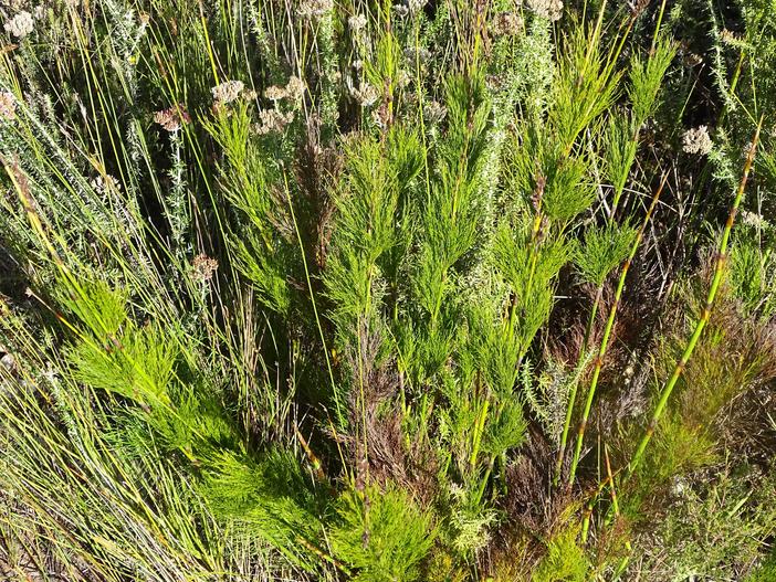 Rhodocoma foliosa image