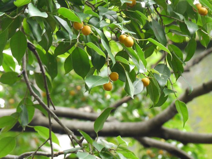 Ficus retusa image