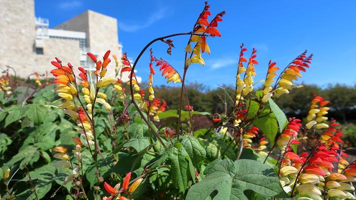 Ipomoea lobata image