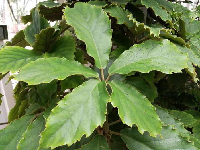 Tetrastigma voinierianum image