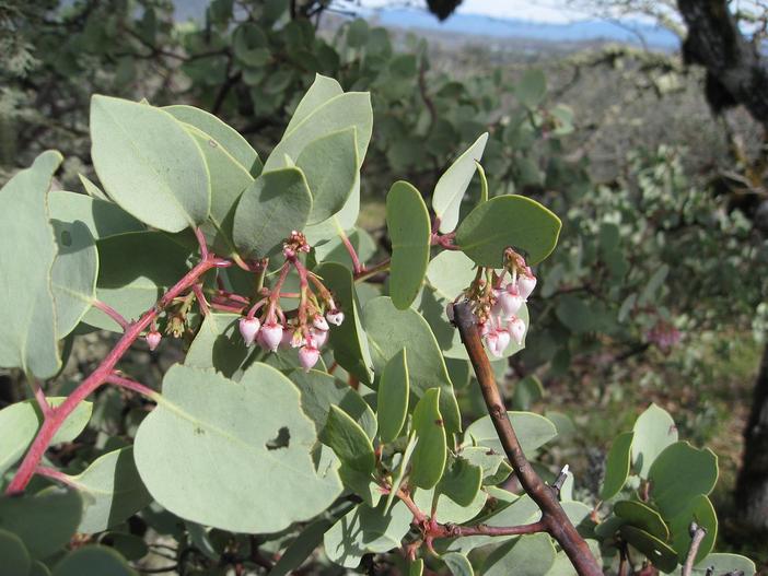 Arctostaphylos viscida image