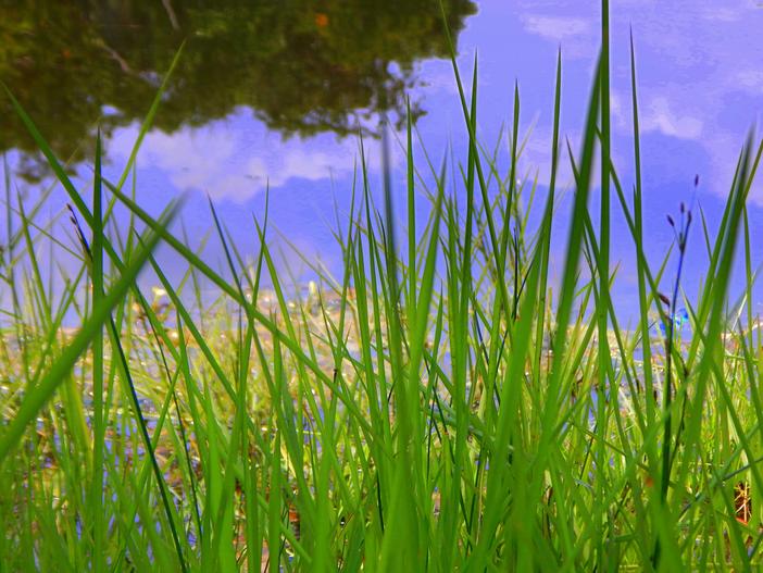 Zoysia matrella image