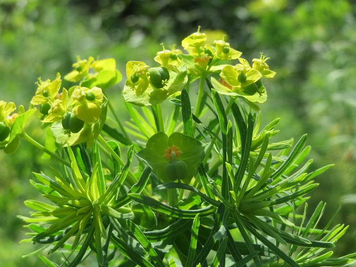 Euphorbia cyparissias image