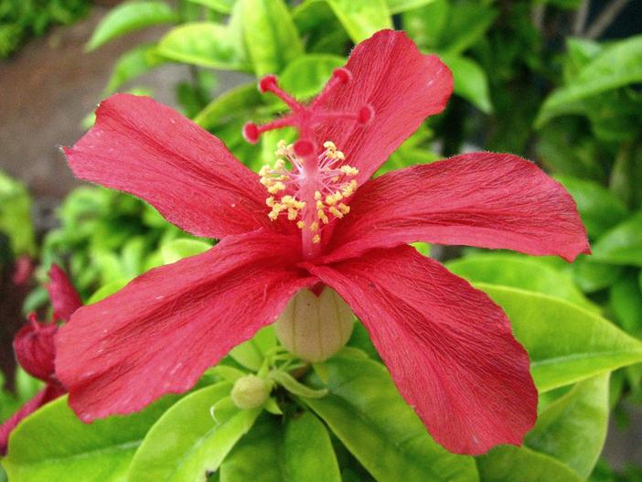 Hibiscus clayi image