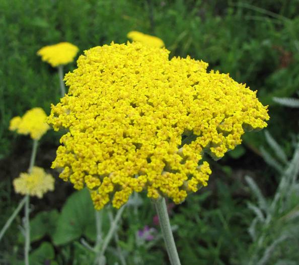 Achillea clypeolata image