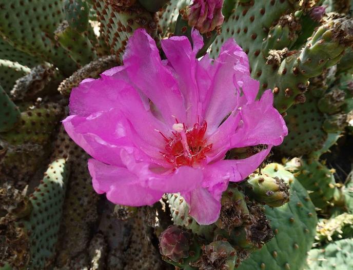 Opuntia basilaris image
