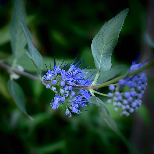 Caryopteris incana image