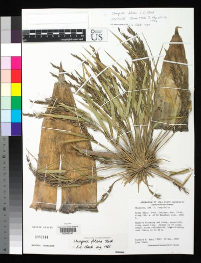 Chusquea foliosa image