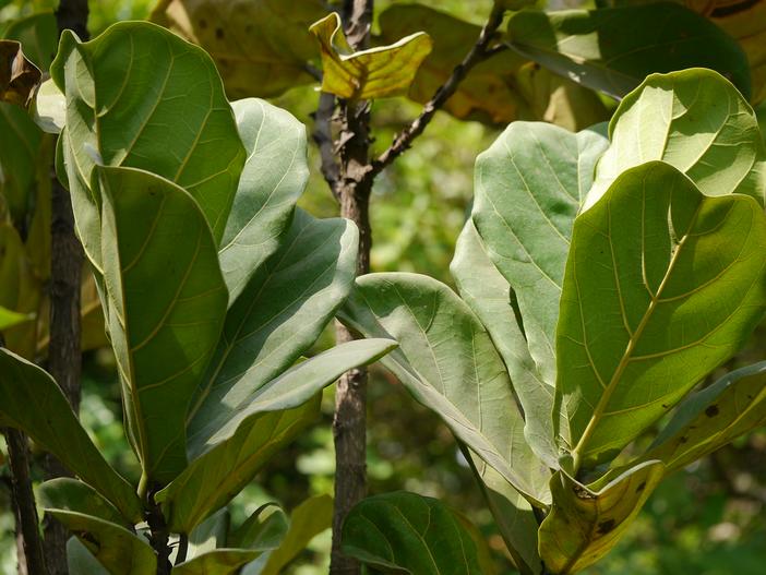 Ficus lyrata image