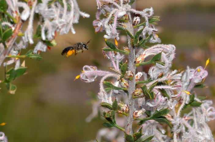 Petrophile biloba image