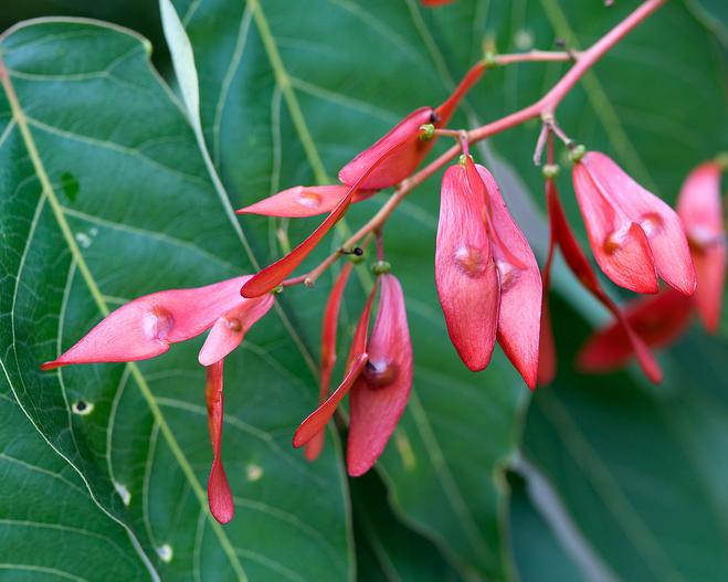 Ailanthus altissima image