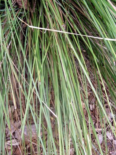 Lomandra fluviatilis image