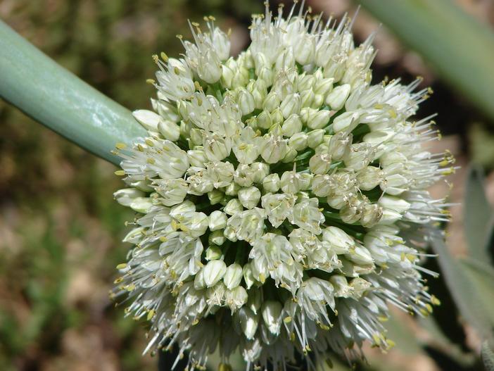 Allium fistulosum image