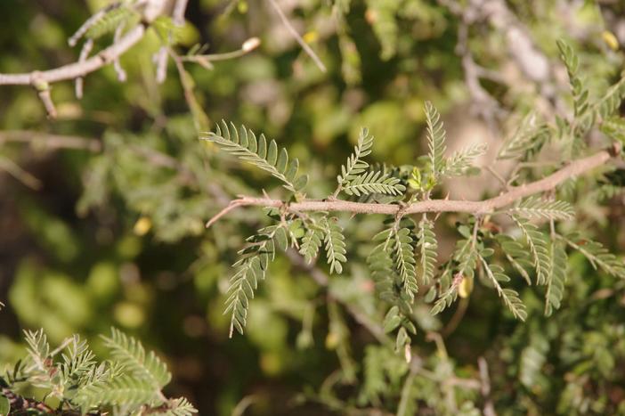 Calliandra peninsularis image