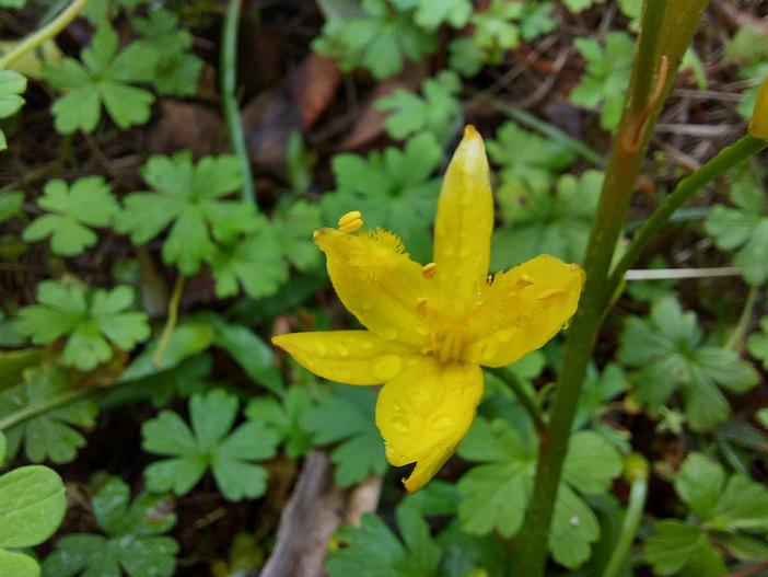 Bulbine vagans image