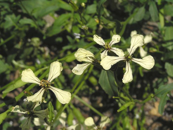 Eruca sativa image
