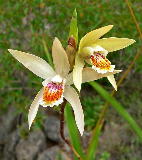 Bletilla ochracea image