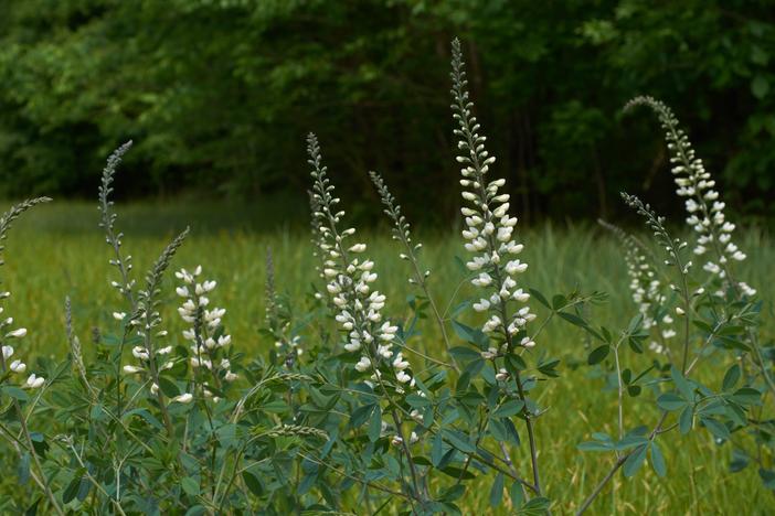 Baptisia alba var. macrophylla image