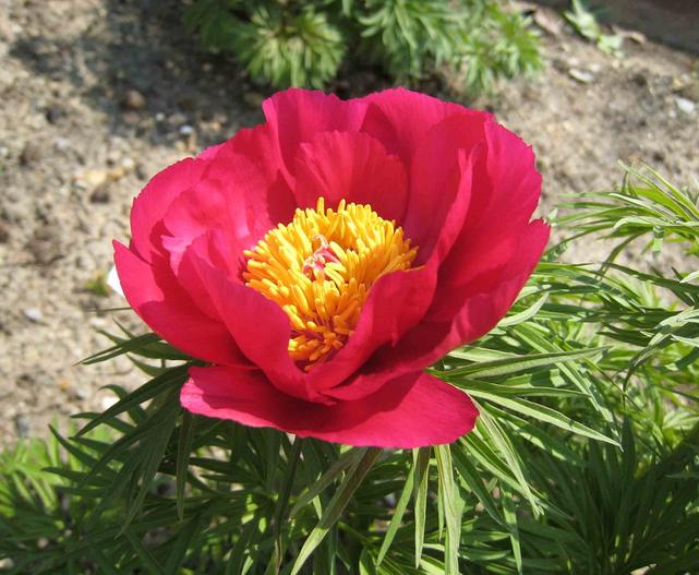Paeonia tenuifolia image