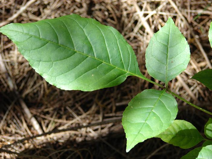 Fraxinus uhdei image