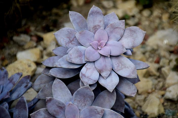 Graptopetalum superbum image