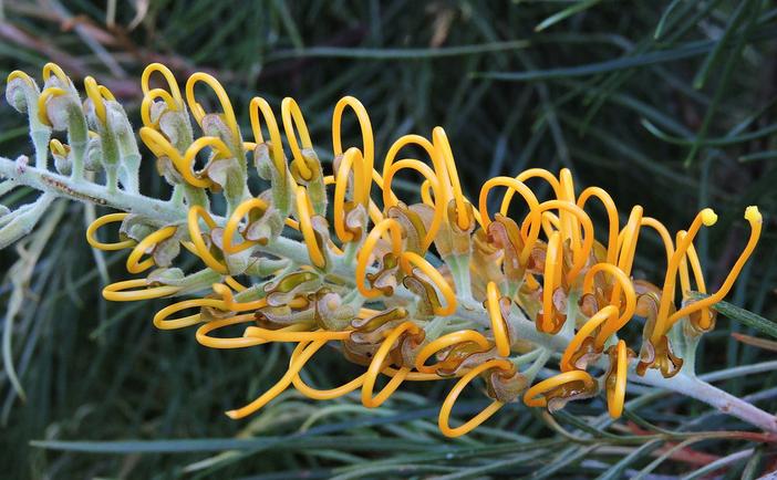 Hakea adnata image
