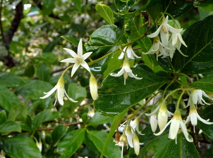 Styrax confusus image